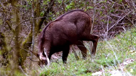 Chamois Grazing in Alpine Meadow Stock Footage 330805818