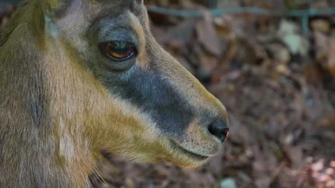 A chamois head Stock Footage 249734907