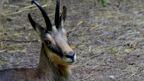 A chamois head Stock Footage 263642392