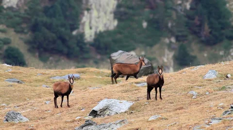 Chamois herd Stock Footage 32704212