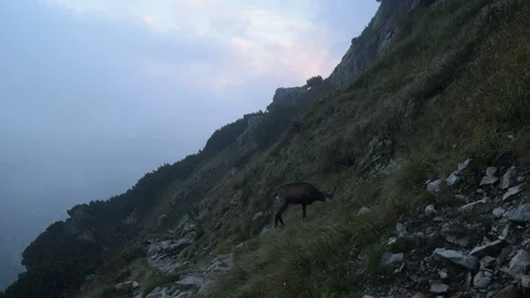 Chamois in Hight Tatras Stock Footage 94917061
