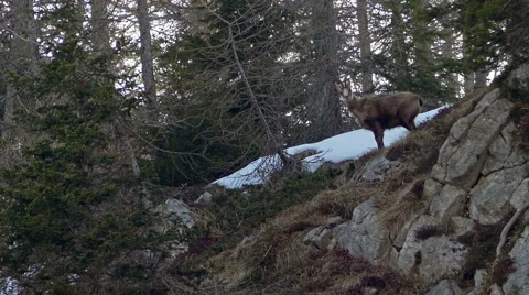 Chamois in its natural environment. Stock-Footage 49968876