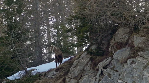 Chamois in its natural environment. Stock-Footage 49969040