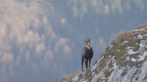Chamois looking at camera on mountain top, forested slope in background, 4K Stock Footage 330733505