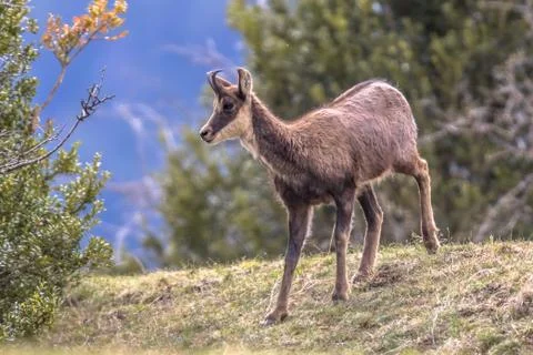 Chamois looking at camera Stock Photos