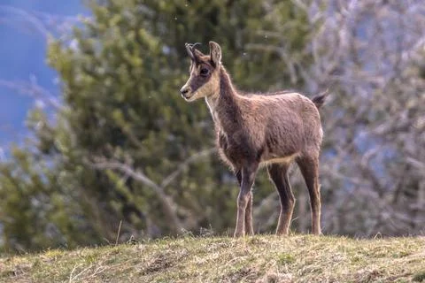 Chamois looking at camera Stock Photos