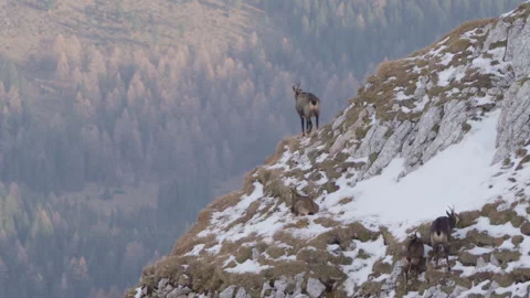 Chamois looking at camera, zooming in on herd, 4K Stock Footage 330733862