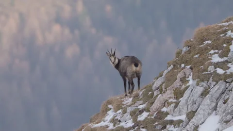 Chamois looking at camera, zooming out to reveal herd, 4K Stock Footage 330733754