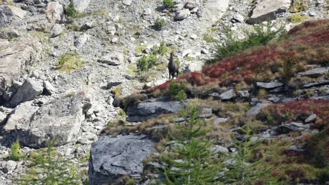 Chamois looking Stock Footage 77802543