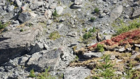 Chamois love 스톡 동영상 77802595