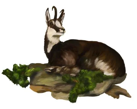 Chamois lying Stock-Illustration