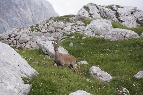 Chamois, mountain goat observing while chewing on grass Stock Photos