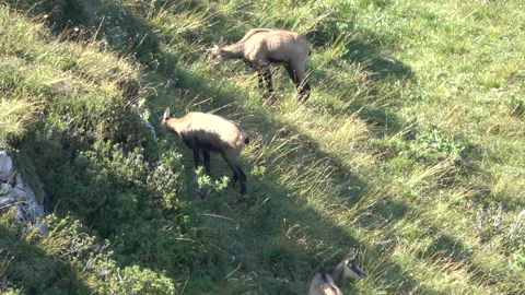 Chamois on mountain peaks during spring Stock Footage 160973265