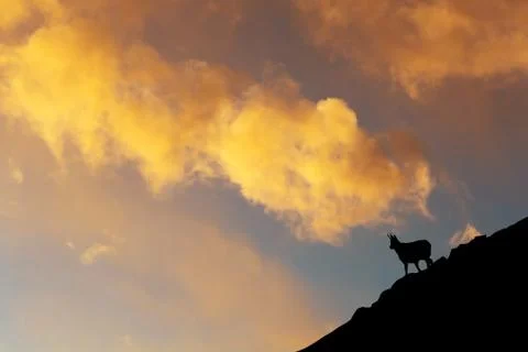 Chamois on mountain at sunset Stock Illustration