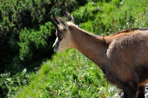 Chamois in the mountains Stock Photos