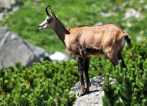 Chamois in the mountains Stock Photos