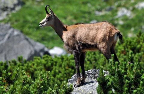 Chamois in the mountains Stock Photos