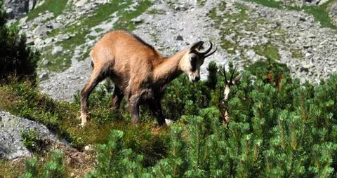 Chamois in the mountains Stock Photos