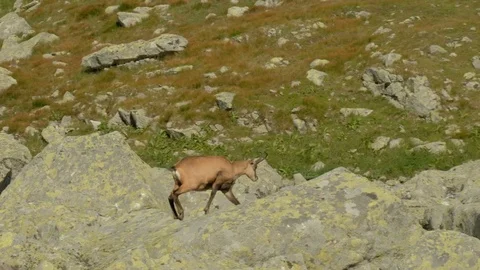 Chamois  in the mountains of Slovakia Stock Footage 78876896