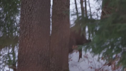 Chamois moving cautiously through forest Stock Footage 327636912