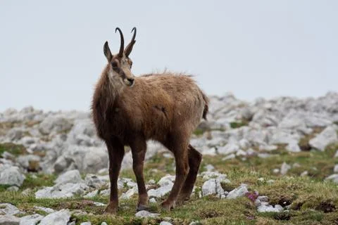Chamois Stock Photos