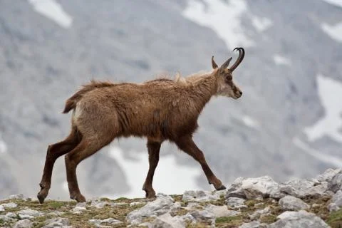 Chamois Stock Photos
