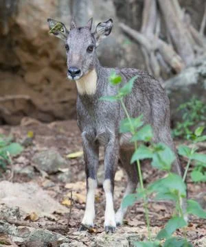 Chamois Stock Photos