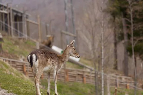 Chamois Stock-Fotos