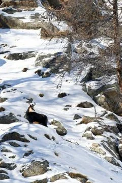 The chamois. Stock Photos