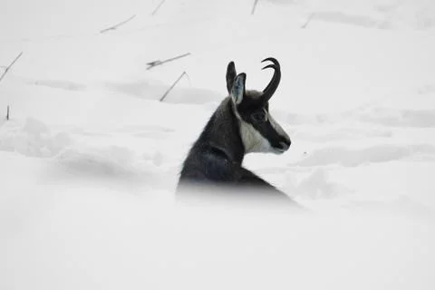 The chamois. Stock Photos