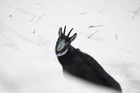 The chamois. Stock Photos