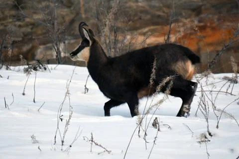 The chamois. Stock Photos