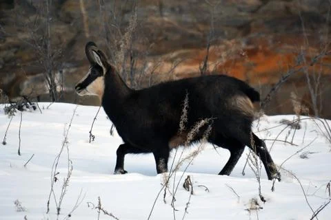 The chamois. Stock Photos