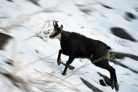 The chamois. Stock Photos