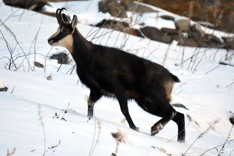 The chamois. Stock Photos
