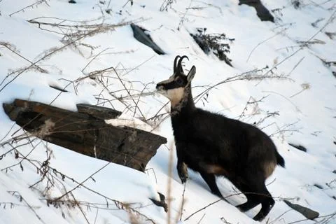 The chamois. Stock Photos