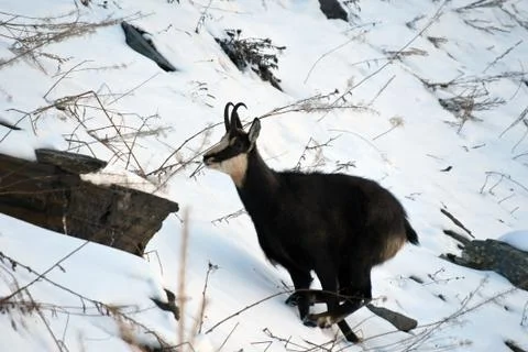 The chamois. Stock Photos