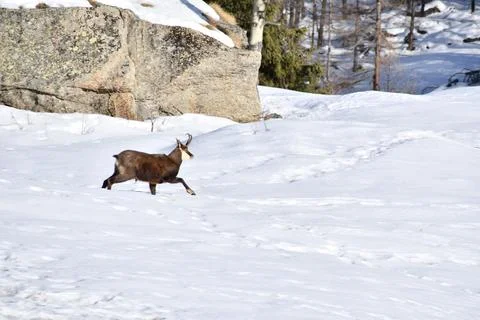 The chamois. Stock Photos