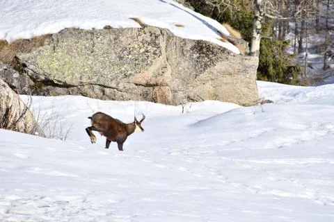 The chamois. Stock Photos