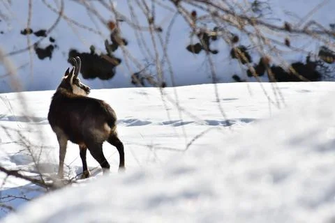 The chamois. Stock Photos