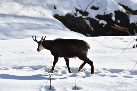 The chamois. Stock Photos