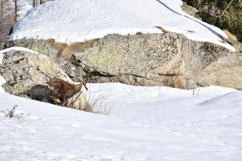 The chamois. Stock Photos