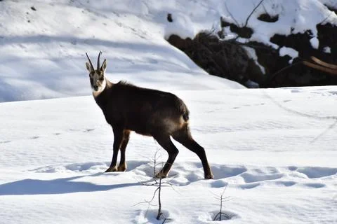 The chamois. Stock Photos