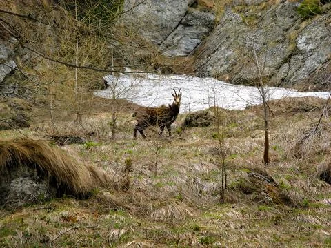 Chamois in a Rugged Mountain Landscape with Sparse Vegetation Stock Photos