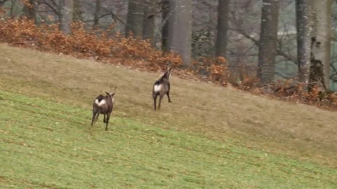 Chamois running forest Video stock 271347197