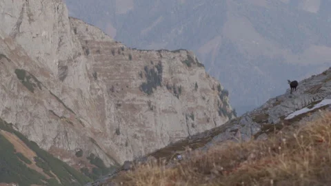 Chamois running right to left, handheld, alpine mountains in background, 4K Stock Footage 330733869