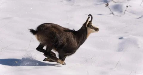 Chamois Running in Snow Stock Photos