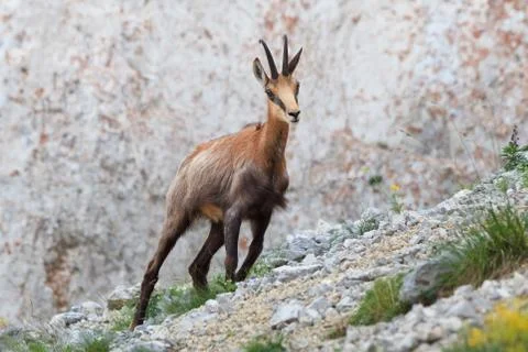 Chamois (rupicapra carpatica) Stock Photos