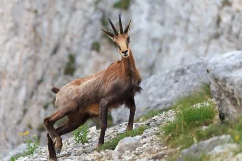 Chamois (rupicapra carpatica) Stock Photos