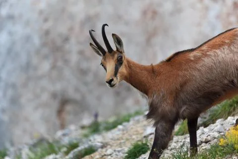 Chamois (rupicapra carpatica) Stock Photos